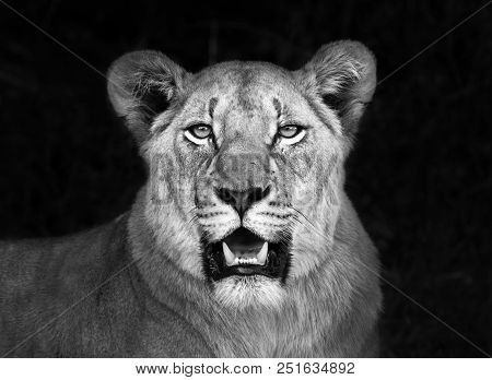 A Lioness Photographed In A Wildlife Reserve In South Africa.
