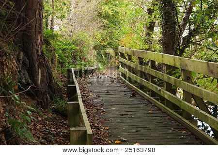 Forest walkway