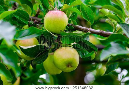 Green Apples On Apple Tree Branch Close-up.