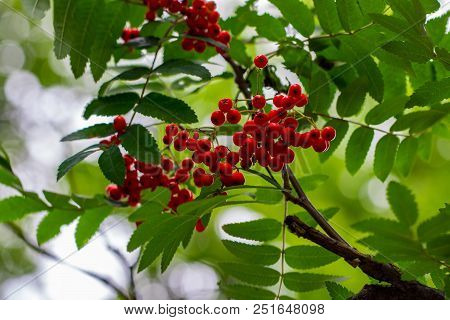 Rowan Berries, Sorbus Aucuparia, Tree Also Called Rowan And Mountain Ash.