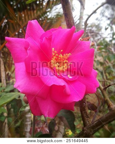 Camellia Sasanqua, A Beautiful Pink Fuchsia Magenta Flower, Rose-like, With Amazing And Detailed Pet