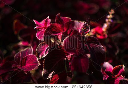 Red And Green Leaves Of The Coleus Plant, Plectranthus Scutellarioides, Close Up.