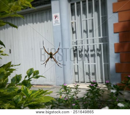 Urban But Tropical Spider, Argiope Argentata, Silver Zig Zag Spider, Hanging From Its Web In A Stree