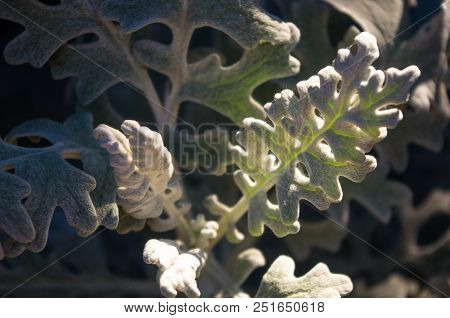 Cineraria Maritima Or Senecio Cineraria. Dusty Miller Plant Or Jacobaea Maritima. Silver Dust In The