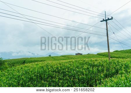 Electric Pole In A Field Of Green Corn In A Rainy Season.