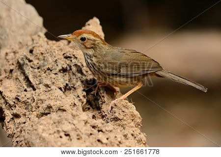 Beautiful Puff-throated Babbler (pellorneum Ruficef) In Thai Forest