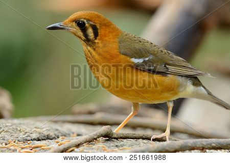 Beautiful Female Orange-headed Thrush (zoothera Citrina) In Thailand