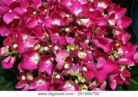 Close-up Photo Of Red Flowers Hydrangea Serrata Plant
