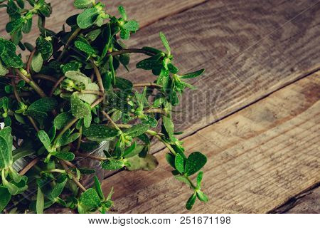 Sesuvium Portulacastrum (shoreline Purslane, Sea Purslane) ; Sprawling Grows In Coastal Areas. Green