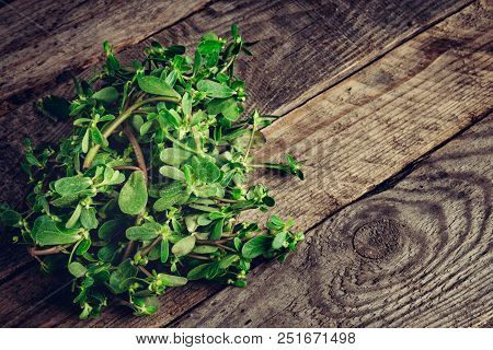 Sesuvium Portulacastrum (shoreline Purslane, Sea Purslane) ; Sprawling Grows In Coastal Areas. Green