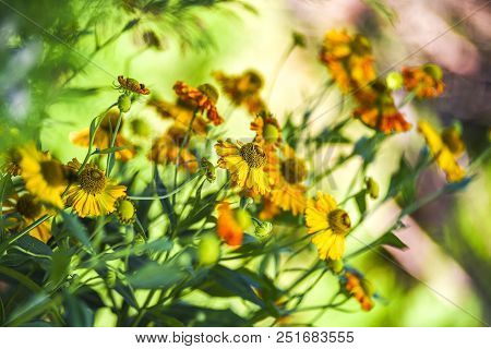 Yellow Helenium Blooming On The Summer Field.