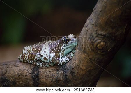 Mission Golden-eyed Tree Frog Or Amazon Milk Frog, Trachycephalus Or Phrynohyas Resinifictrix