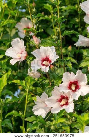Beautiful Large Althea Flowering Shrub In The Sun. These Beautiful Blooms Are Also Known As Rose Of