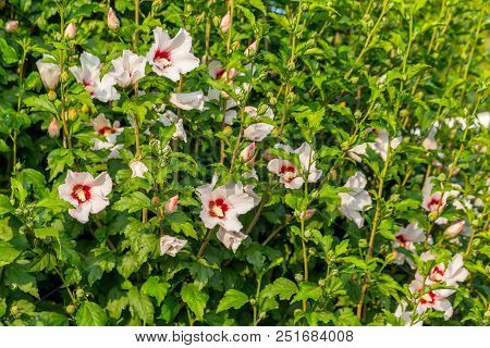 Beautiful Large Althea Flowering Shrub In The Sun. These Beautiful Blooms Are Also Known As Rose Of