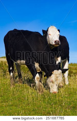 Two White Horses In A Farm Field