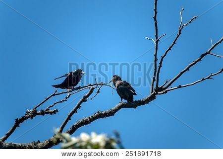 The Common Starling (sturnus Vulgaris). Starling Parent Feeding Nestling