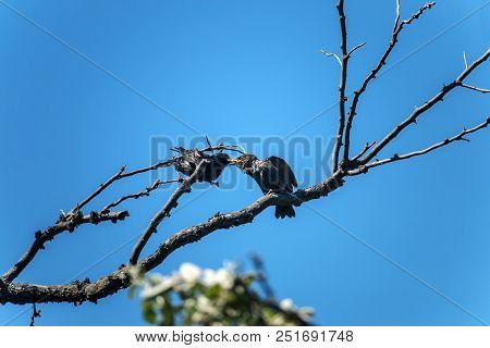 The Common Starling (sturnus Vulgaris). Starling Parent Feeding Nestling