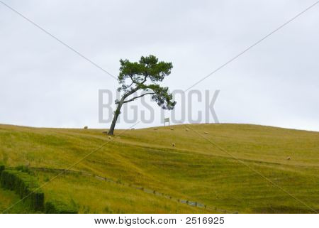 Lone Tree