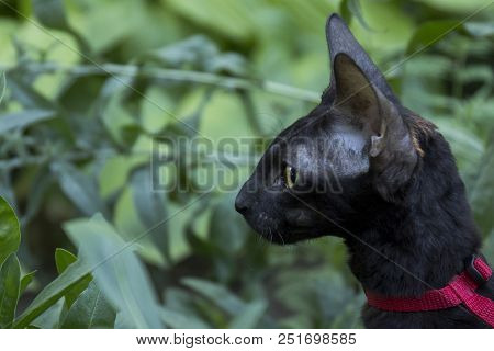 Cornish Rex Kitten In Red Harness Sits In Grass