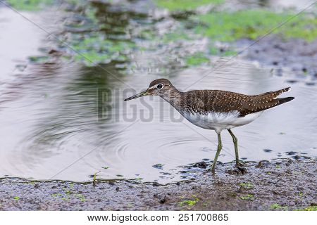 Water Bird Broad Billed Sandpiper. Limicola Falcinellus.