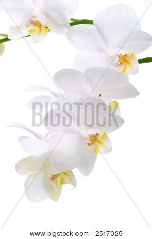 Fiori di orchidea bianca