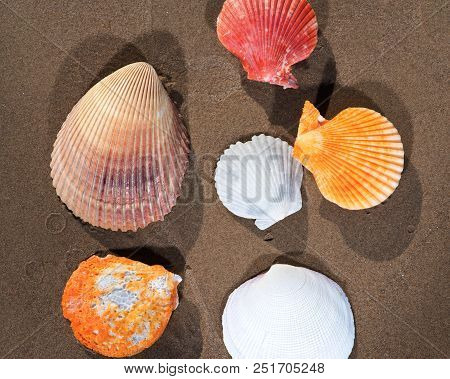 Scallop Shells Lying On Wet Sand On The Beach At Sunrise. Pectinidae.