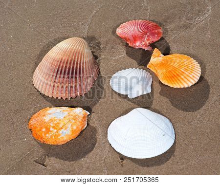 Scallop Shells Lying On Wet Sand On The Beach At Sunrise. Pectinidae.
