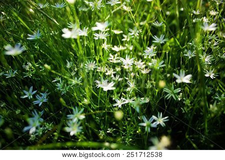 Small White Flowers Of Stellaria. Floral Background
