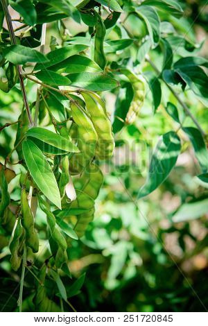 Pigeon Peas On The Tree Growing In Groups Of Pods. Caribbean Plant Rich In Protein And Nutritional V