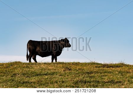 Angus Cow In Silhouette Against A Blue Sky With Blank Area For Copy Above And To The Right