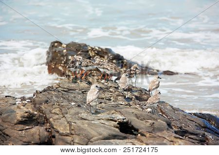 A Flock Of The Greater Sand Plovers And Turnstones