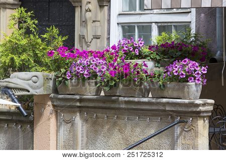 Mariacka Street, Typical Decorative Stoop , Pot With Flower, Main City, Gdansk, Poland