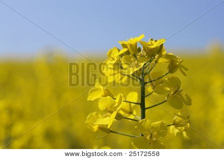 Næroptagelse af rapsfrø blomst i et felt