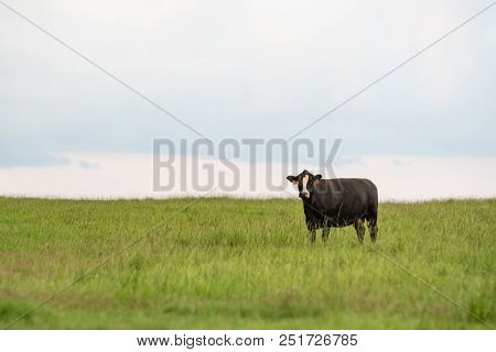 Lone Angus Crossbred Cow Standing In A Bermudagrass Pasture To The Right With Blank Area Above And T