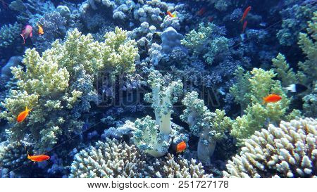Underwater World Of The Red Sea, Corals, Goldfish And Other Fish, Against The Background Of The Sea 