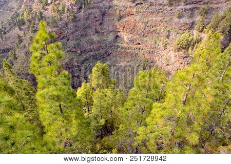 Picture Photo Of Green High Pine Tree View