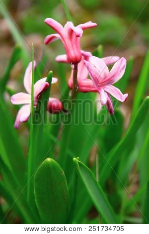 Pink Blooming Hyacinths Flowers In A Garden. Close Up