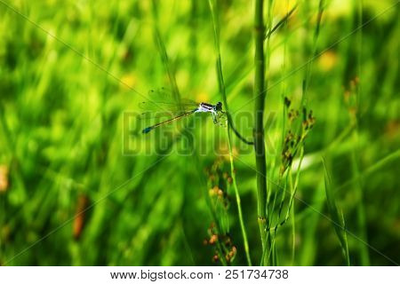 Blue Dragonfly Sitting On A Twig. Natural Background