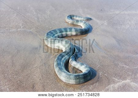 Beaked Sea Snake (enhydrina Schistosa) On The Sand.