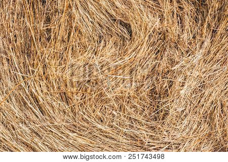 Golden Hay Background Hay, Straw, Texture Yellow,