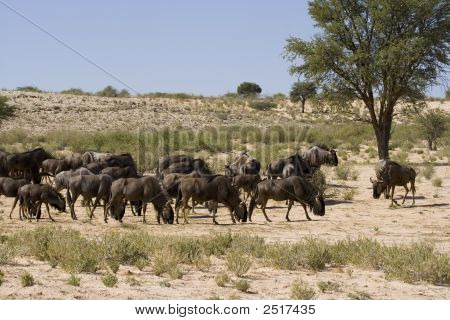 Wildebeest Öğle