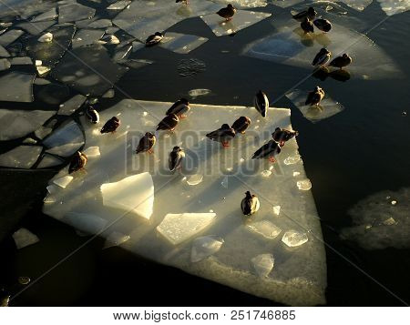 Litter Dubkes On The Ice In The River