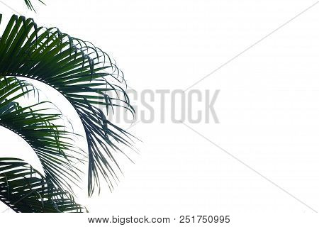 Coconut Branches Leaves On White Isolated Background For Green Foliage Backdrop