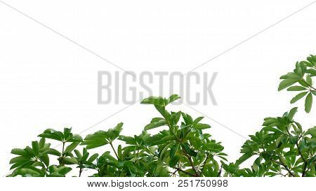 Tropical Tree Leaves With Branches On White Isolated Background For Green Foliage Backdrop