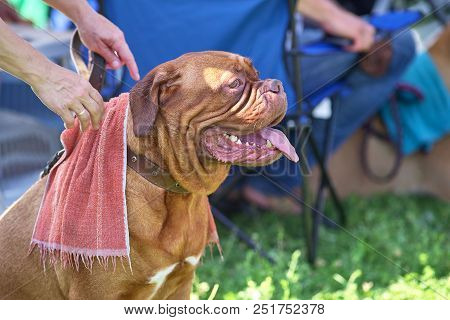 Neapolitana Mastino. Background Of Green Blurry Grass. Space Under The Text. Concept: Parodist Dogs,