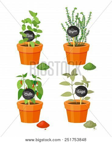 Fragrant Plants Used Culinary Grown In Pot. Fresh Mint, Picant Thyme, Hot Chili And Exotic Sage Plas