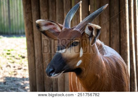 Bongo Antelope (boocercus Euryceros Isaaci) On The Farm