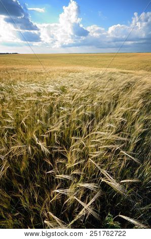 Barley Field Under Cloudy Blue Sky In Ukraine