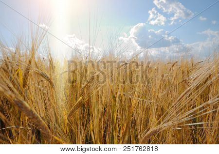 Barley Field Under Cloudy Blue Sky In Ukraine