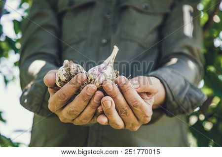 Summer Vegetable Garden Concept With Gardener Harvesting Ripe Garlic. Fresh Gralic Crop